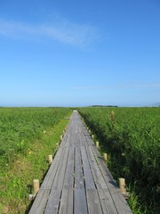 浜頓別町のベニヤ原生花園