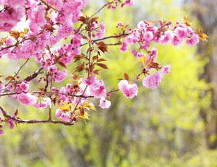 Sakura. Cherry Blossom in Springtime, Beautiful Pink Flowers