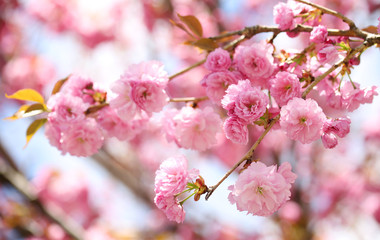 Fototapeta na wymiar Sakura. Cherry Blossom in Springtime, Beautiful Pink Flowers