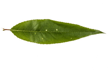 Fototapeta na wymiar jungle leaf white background