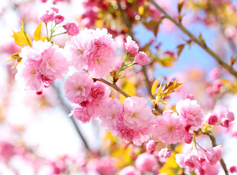 Sakura. Cherry Blossom