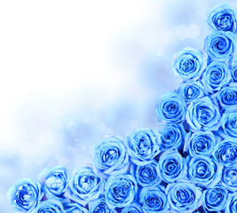 Turquoise Roses over white background. Border - 64342414