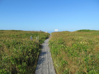 ベニヤ原生花園の散策路