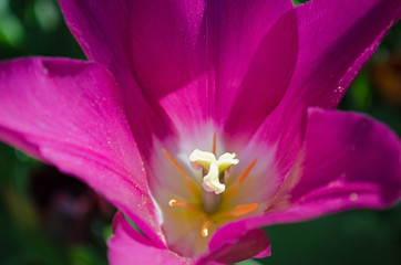 Fototapeta na wymiar Close-up of a purple tulip