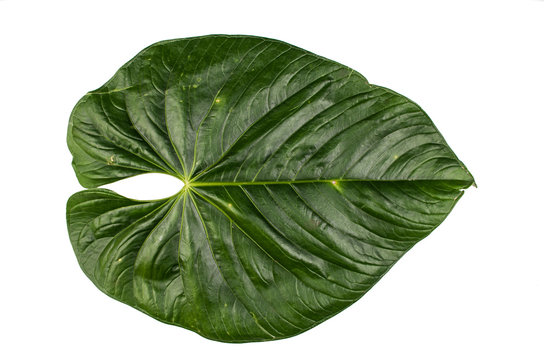 jungle leaf white background