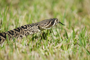 Crotalus adamanteus