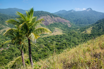 Fototapeta na wymiar Pair of Palm Trees Brazil Jungle.