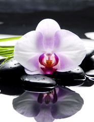 still life with pebbles and white orchid