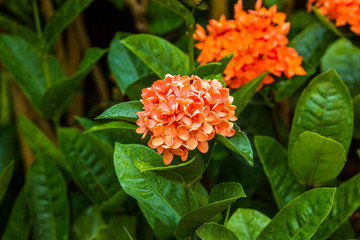 Little orange flowers of rubiaceae tree.