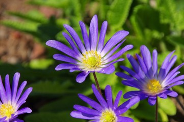 Anemone blau - Grecian windflower 01