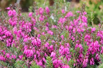 Heidekraut - Erica 31