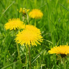 Loewenzahn - dandelion 27