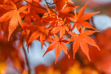 Foto op Canvas Red maple leaves in autumn © coward_lion