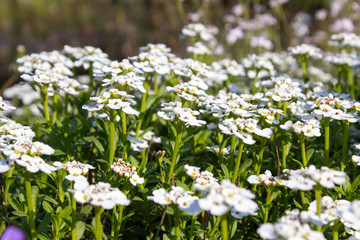 Hungerpflanze - Draba bruniifolia