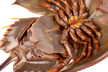 Horseshoe crab in isolated on white background © suchatbky