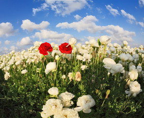 Fototapety  Field of white garden buttercups