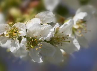 Fototapeta premium Garden in spring.