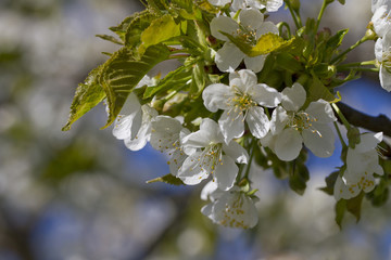 Garden in spring.