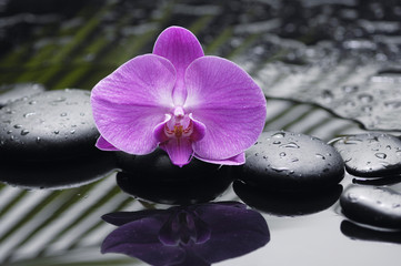 Beautiful red orchid with zen stones on wet black