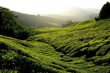 Tea Plantations on the Hill