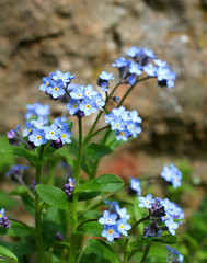 beautiful blue flower "non ti scordar di me"