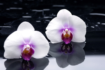 spa concept –two white orchid