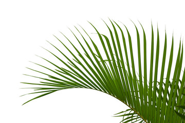 green palm leaves isolated on white background, clipping path in