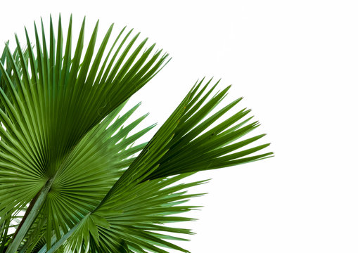 green palm leaf isolated on white background, clipping path incl