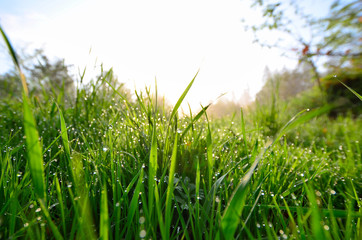 Frühling Morgentau Grashalm