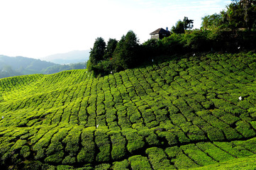 Tea Plantations on the Hill