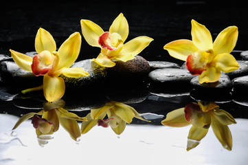 still life with three orchid on pebble