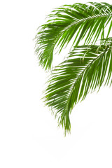 Fototapeta premium green palm leaves isolated on white background, clipping path in
