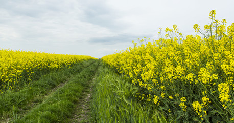 Canola fields in the countryside, in spring
