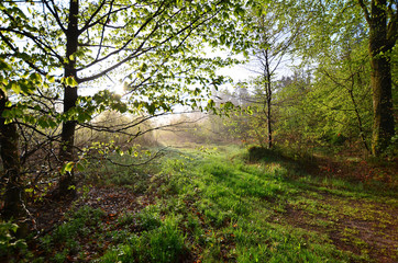 Frühling Morgentau Wiese