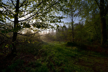 Frühling Morgentau Wiese