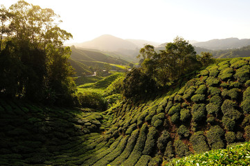 Tea Plantations on the Hill