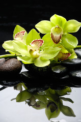 Branch green orchid with zen stones reflection