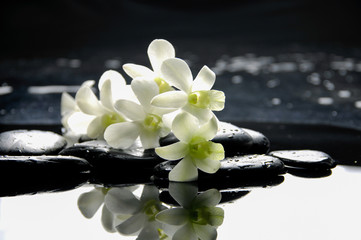 Branch white orchid with zen stones reflection