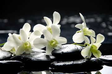 Branch white orchid with zen stones