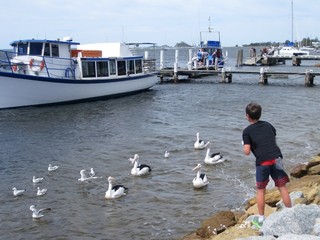 A boy feeds the seagulls and the pelican birds