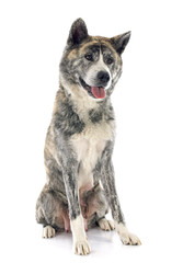 akita inu