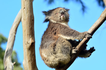 Koala sit on an eucalyptus tree