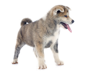 puppy akita inu