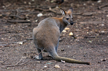 Naklejka na ściany i meble Antilopine kangur