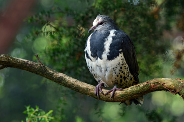 Wonga Pigeon