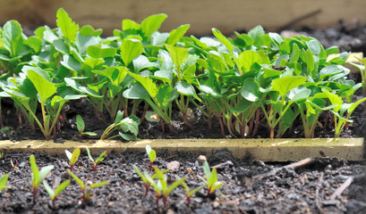 semis dans carré potager