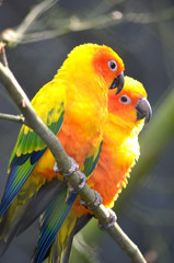 Sun parakeet