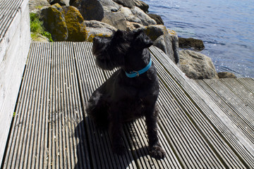 dog on background