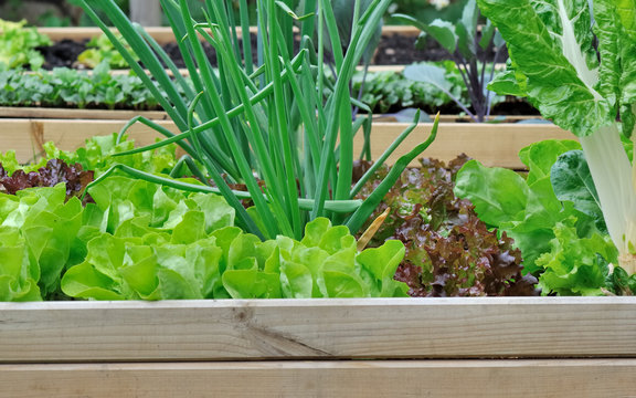 salade et oignons dans potager