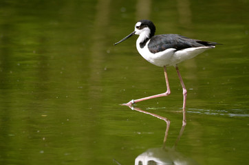 Obraz premium Black necked Stilt